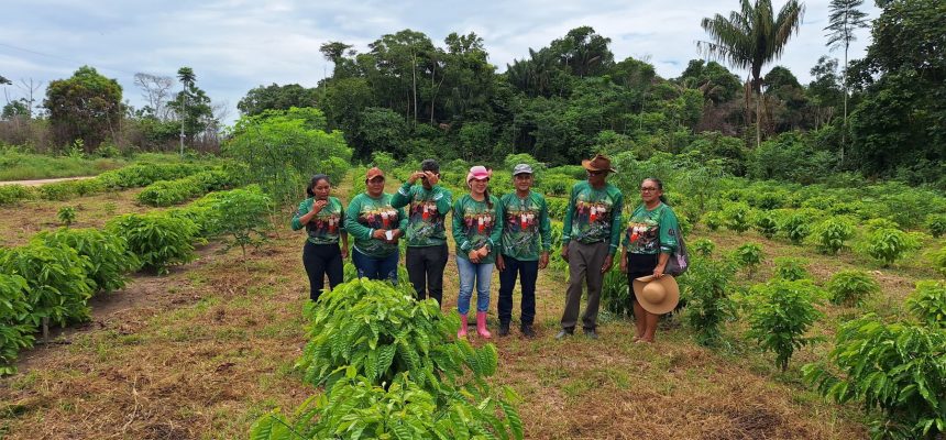 Com o intuito de contribuir para a expansão da cafeicultura em Guajará (distante 1.476 quilômetros de Manaus), o Instituto de Desenvolvimento Agropecuário e Florestal Sustentável do Estado do Amazonas (Idam) realiza, nos dias 27 e 28 de fevereiro, o curso “Produção de Café por Estaquia” no município. As inscrições para a capacitação estão abertas, são e podem ser realizadas por meio do link https://forms.gle/g4HEpCXFJ4tJKZn98