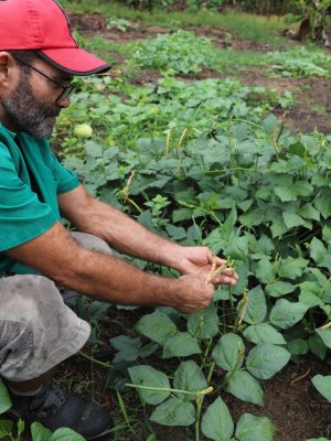 A Secretaria de Estado de Produção Rural (Sepror) informa que iniciou hoje (18/03) terça-feira, o pagamento do benefício Garantia-Safra referente à safra 2023/2024 no Amazonas. Nesta primeira etapa, segundo a coordenação do programa na Sepror, serão pagos R$ 1.200 a cada um dos 375 agricultores familiares dos municípios de Guajará e Envira (distantes 1.476 e 1.208 quilômetros de Manaus, respectivamente), na Bacia do Juruá.