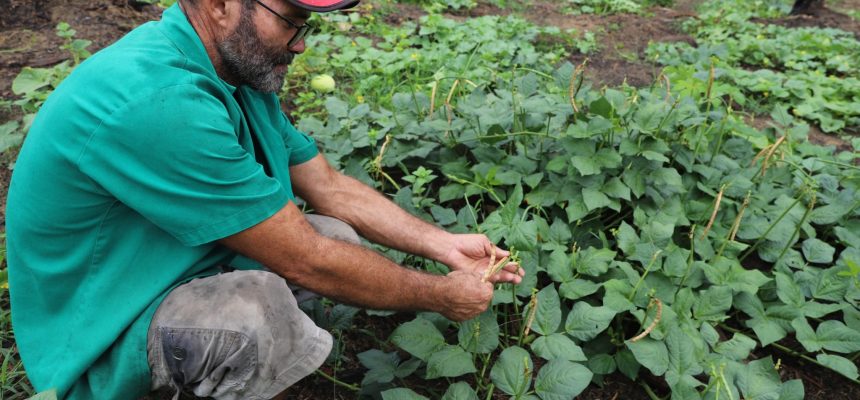 A Secretaria de Estado de Produção Rural (Sepror) informa que iniciou hoje (18/03) terça-feira, o pagamento do benefício Garantia-Safra referente à safra 2023/2024 no Amazonas. Nesta primeira etapa, segundo a coordenação do programa na Sepror, serão pagos R$ 1.200 a cada um dos 375 agricultores familiares dos municípios de Guajará e Envira (distantes 1.476 e 1.208 quilômetros de Manaus, respectivamente), na Bacia do Juruá.