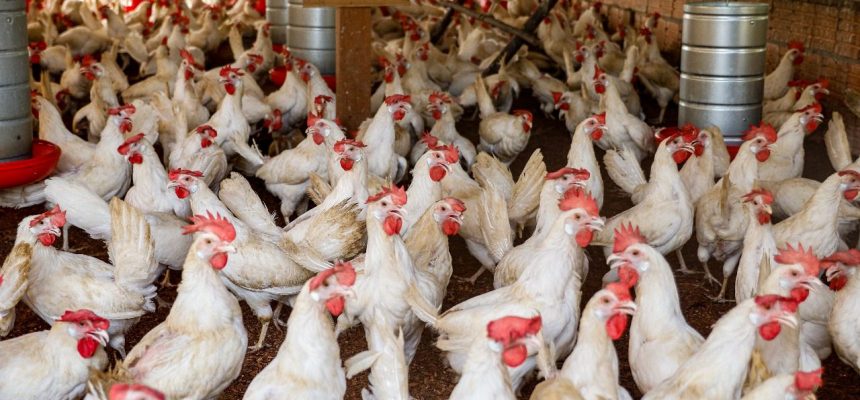 A fim de prevenir a entrada da Influenza Aviária de Alta Patogenicidade (IAAP) no Amazonas, o Instituto de Desenvolvimento Agropecuário e Florestal Sustentável do Estado do Amazonas (Idam) alerta aos avicultores que adotem medidas sanitárias para fortalecer a biossegurança nas granjas e na avicultura de subsistência no estado.